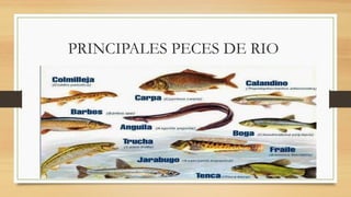 PRINCIPALES PECES DE RIO
 