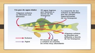 Clase 6 el pez , blanco azul