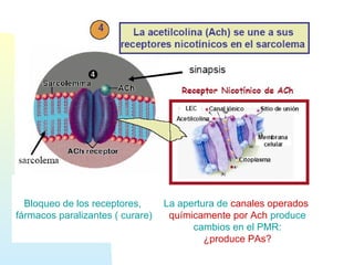 Bloqueo de los receptores,
fármacos paralizantes ( curare)
La apertura de canales operados
químicamente por Ach produce
cambios en el PMR:
¿produce PAs?
 