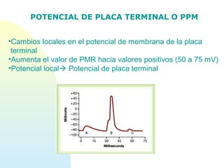 POTENCIAL DE PLACA TERMINAL O PPM
•Cambios locales en el potencial de membrana de la placa
terminal
•Aumenta el valor de PMR hacia valores positivos (50 a 75 mV)
•Potencial local Potencial de placa terminal
 