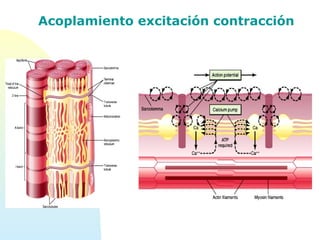 Acoplamiento excitación contracción
 