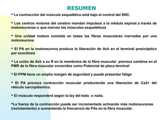  La contracción del músculo esquelético está bajo el control del SNC.
 Los centros motores del cerebro mandan impulsos a la médula espinal a través de
motoneuronas α que inervan los músculos esqueléticos
 Una unidad motora consiste en todas las fibras musculares inervadas por una
motoneurona
 El PA en la motoneurona produce la liberación de Ach en el terminal presináptico
por exocitosis
 La unión de Ach a su R en la membrana de la fibra muscular provoca cambios en el
PMR de la fibra muscular conocidos como Potencial de placa terminal
 El PPM tiene un amplio margen de seguridad y puede presentar fatiga
 El PA provoca contracción muscular produciendo una liberación de Ca2+ del
retículo sarcoplásmico.
 El músculo responderá según la ley del todo o nada.
La fuerza de la contracción puede ser incrementada activando más motoneuronas
(reclutamiento) o aumentando la frecuencia de PAs en la fibra muscular.
RESUMEN
 