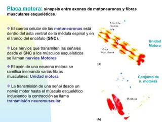 El cuerpo celular de las motoneuronas está
dentro del asta ventral de la médula espinal y en
el tronco del encéfalo (SNC).
Placa motora: sinapsis entre axones de motoneuronas y fibras
musculares esqueléticas.
Conjunto de
n. motoras
Unidad
Motora
Los nervios que transmiten las señales
desde el SNC a los músculos esqueléticos
se llaman nervios Motores
El axón de una neurona motora se
ramifica inervando varias fibras
musculares: Unidad motora
La transmisión de una señal desde un
nervio motor hasta el músculo esquelético
induciendo la contracción se llama
transmisión neuromuscular.
 