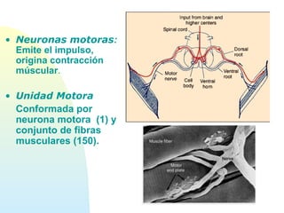 • Neuronas motoras:
Emite el impulso,
origina contracción
múscular.
• Unidad Motora
Conformada por
neurona motora (1) y
conjunto de fibras
musculares (150).
 