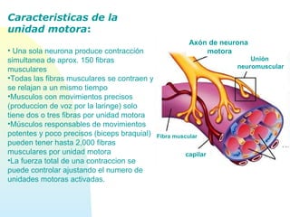 Caracteristicas de la
unidad motora:
• Una sola neurona produce contracción
simultanea de aprox. 150 fibras
musculares
•Todas las fibras musculares se contraen y
se relajan a un mismo tiempo
•Musculos con movimientos precisos
(produccion de voz por la laringe) solo
tiene dos o tres fibras por unidad motora
•Músculos responsables de movimientos
potentes y poco precisos (biceps braquial)
pueden tener hasta 2,000 fibras
musculares por unidad motora
•La fuerza total de una contraccion se
puede controlar ajustando el numero de
unidades motoras activadas.
Axón de neurona
motora
Unión
neuromuscular
Fibra muscular
capilar
 