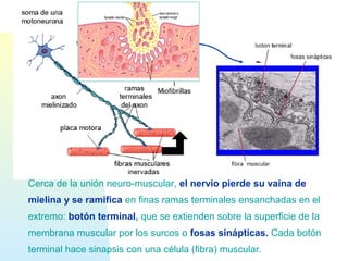 Cerca de la unión neuro-muscular, el nervio pierde su vaina de
mielina y se ramifica en finas ramas terminales ensanchadas en el
extremo: botón terminal, que se extienden sobre la superficie de la
membrana muscular por los surcos o fosas sinápticas. Cada botón
terminal hace sinapsis con una célula (fibra) muscular.
 