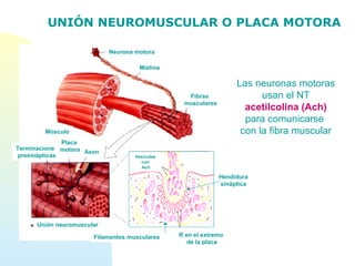 Las neuronas motoras
usan el NT
acetilcolina (Ach)
para comunicarse
con la fibra muscular
Neurona motora
Mielina
Fibras
musculares
Músculo
Axon
Terminaciones
presinápticas
Placa
motora
Unión neuromuscular
Hendidura
sináptica
R en el extremo
de la placa
Filamentos musculares
Vesículas
con
Ach
UNIÓN NEUROMUSCULAR O PLACA MOTORA
 