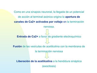 Como en una sinapsis neuronal, la llegada de un potencial
de acción al terminal axónico origina la apertura de
canales de Ca2+ activados por voltaje en la terminación
nerviosa.
Entrada de Ca2+ a favor de gradiente electroquímico
Fusión de las vesículas de acetilcolina con la membrana de
la terminación nerviosa
Liberación de la acetilcolina a la hendidura sináptica
(exocitosis)
 