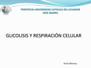 PONTIFICIA UNIVERSIDAD CATOLICA DEL ECUADORSEDE IBARRA GLICOLISIS Y RESPIRACIÓN CELULAR Anita Monroy 
