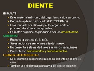 DIENTE
ESMALTE:
 Es el material más duro del organismo y rica en calcio.
 Derivado epitelial calcificado (ECTODERMO)
 Está formado por Hidroxiapatita, organizado en
prismas o bastones hexagonales.
 La matriz orgánica es producida por los ameloblastos.
CEMENTO:
 Recubre la dentina de la raíz.
 Su estructura es semejante a la del hueso.
 No presenta sistema de Havers ni vasos sanguíneos.
 Presenta los cementocitos y cementoblastos.
LIGAMENTO PERIODONTAL:
 Es el ligamento suspensorio que ancla al diente en el alveolo
óseo.
 También une el diente a la encía y a los dientes próximos
 