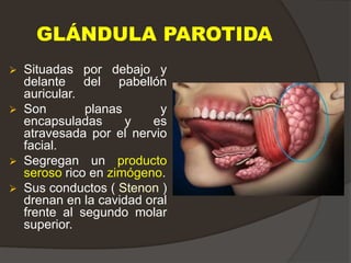 GLÁNDULA PAROTIDA
 Situadas por debajo y
delante del pabellón
auricular.
 Son planas y
encapsuladas y es
atravesada por el nervio
facial.
 Segregan un producto
seroso rico en zimógeno.
 Sus conductos ( Stenon )
drenan en la cavidad oral
frente al segundo molar
superior.
 