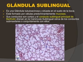 GLÁNDULA SUBLINGUAL
 Es una Glándula tubuloacinosa y sitúada en el suelo de la boca.
 Está formado por células predominantemente mucosas.
 Sus conductos son cortos y el conducto sublingual principal de
Bartholin drenan en la Carúncula Sublingual cerca de los conductos
submaxilares o conjuntamente con ellos.
 