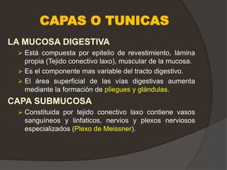 CAPAS O TUNICAS
LA MUCOSA DIGESTIVA
 Está compuesta por epitelio de revestimiento, lámina
propia (Tejido conectivo laxo), muscular de la mucosa.
 Es el componente mas variable del tracto digestivo.
 El área superficial de las vías digestivas aumenta
mediante la formación de pliegues y glándulas.
CAPA SUBMUCOSA
 Constituida por tejido conectivo laxo contiene vasos
sanguíneos y linfaticos, nervios y plexos nerviosos
especializados (Plexo de Meissner).
 