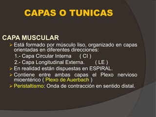 CAPAS O TUNICAS
CAPA MUSCULAR
 Está formado por músculo liso, organizado en capas
orientadas en diferentes direcciones:
1.- Capa Circular Interna ( CI )
2.- Capa Longitudinal Externa. ( LE )
 En realidad están dispuestas en ESPIRAL.
 Contiene entre ambas capas el Plexo nervioso
mioentérico ( Plexo de Auerbach )
 Peristaltismo: Onda de contracción en sentido distal.
 