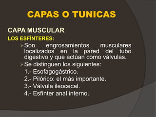CAPAS O TUNICAS
CAPA MUSCULAR
LOS ESFÍNTERES:
Son engrosamientos musculares
localizados en la pared del tubo
digestivo y que actúan como válvulas.
Se distinguen los siguientes:
1.- Esofagogástrico.
2.- Pilórico: el más importante.
3.- Válvula ileocecal.
4.- Esfínter anal interno.
 