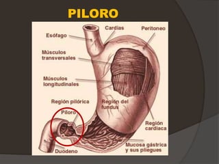 PILORO
 