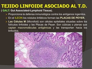 ( GALT: Gut Associated-Lymphoid Tissue).
 Proporciona la defensa inmunológica contra los antígenos ingeridos.
 En el ILEON los nódulos linfáticos forman las PLACAS DE PEYER.
 Las Células M (Microfoid) son células epiteliales situadas sobre los
folículos linfoides y las Placas de Peyer. Son cúbicas o planas que
captan macromoléculas antigénicas y las transportan hacia los
linfocitos.
TEJIDO LINFOIDE ASOCIADO AL T.D.
 