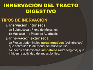 INNERVACIÓN DEL TRACTO
DIGESTIVO
TIPOS DE INERVACIÓN:
1.- Inervación intrínseca:
a) Submucosa : Plexo de Meissner.
b) Muscular : Plexo de Auerbach.
2.- Innervación extrínseca:
a) Plexos abdominales parasimpáticos (colinérgicos)
que estimulan la actividad del músculo liso.
b) Plexos abdominales simpáticos (adrenérgicos) que
inhiben la actividad del musculo liso.
 