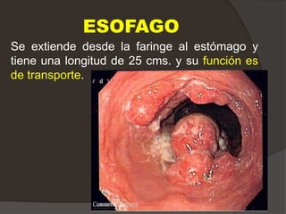 ESOFAGO
Se extiende desde la faringe al estómago y
tiene una longitud de 25 cms. y su función es
de transporte.
 