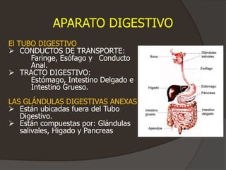 APARATO DIGESTIVO
El TUBO DIGESTIVO
 CONDUCTOS DE TRANSPORTE:
Faringe, Esófago y Conducto
Anal.
 TRACTO DIGESTIVO:
Estómago, Intestino Delgado e
Intestino Grueso.
LAS GLÁNDULAS DIGESTIVAS ANEXAS
 Están ubicadas fuera del Tubo
Digestivo.
 Están compuestas por: Glándulas
salivales, Higado y Pancreas
 