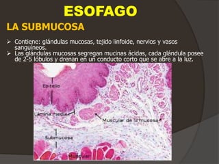 ESOFAGO
LA SUBMUCOSA
 Contiene: glándulas mucosas, tejido linfoide, nervios y vasos
sanguíneos.
 Las glándulas mucosas segregan mucinas ácidas, cada glándula posee
de 2-5 lóbulos y drenan en un conducto corto que se abre a la luz.
 