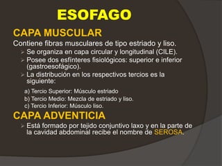 ESOFAGO
CAPA MUSCULAR
Contiene fibras musculares de tipo estriado y liso.
 Se organiza en capa circular y longitudinal (CILE).
 Posee dos esfínteres fisiológicos: superior e inferior
(gastroesofágico).
 La distribución en los respectivos tercios es la
siguiente:
a) Tercio Superior: Músculo estriado
b) Tercio Medio: Mezcla de estriado y liso.
c) Tercio Inferior: Músculo liso.
CAPA ADVENTICIA
 Está formado por tejido conjuntivo laxo y en la parte de
la cavidad abdominal recibe el nombre de SEROSA.
 