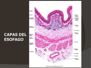 CAPAS DEL
ESOFAGO
 