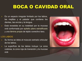 BOCA O CAVIDAD ORAL
 Es un espacio irregular limitado por los labios,
las mejillas y el paladar que contiene los
dientes, las encías y la lengua.
 Está revestida en su totalidad por la mucosa
oral conformada por epitelio plano estratificado
y una lámina propia de tejido conectivo laxo.
LOS LABIOS
 Su forma se debe al músculo estriado orbicular
de los labios.
 La superficie de los labios incluye: La zona
cutánea, la zona roja de transición y la mucosa
oral.
 