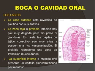 BOCA O CAVIDAD ORAL
LOS LABIOS
 La zona cutanea está revestida de
piel fina con sus anexos.
 La zona roja o prolabio tambien hay
piel muy delgada pero sin pelos ni
glándulas. En ésta las papilas de
tejido conectivo son muy altas y
poseen una rica vascularización. El
prolabio representa una zona de
transición mucocutanea.
 La superficie interna o mucosa oral
presenta un epitelio pluriestratificado
pavimentoso.
 