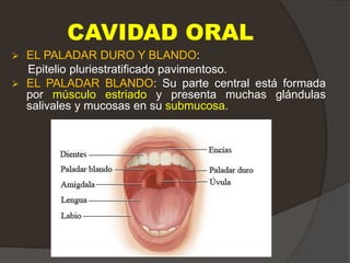 CAVIDAD ORAL
 EL PALADAR DURO Y BLANDO:
Epitelio pluriestratificado pavimentoso.
 EL PALADAR BLANDO: Su parte central está formada
por músculo estriado y presenta muchas glándulas
salivales y mucosas en su submucosa.
 