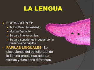 LA LENGUA
 FORMADO POR:
 Tejido Muscular estriado.
 Mucosa Variable.
 Su cara inferior es lisa.
 Su cara superior es irregular por la
presencia de papilas.
 PAPILAS LINGUALES: Son
elevaciones del epitelio oral de
la lámina propia que adoptan
formas y funciones diferentes.
 