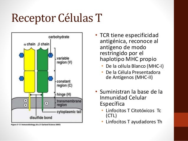 curso-inmunologia-06-linfocitos-t