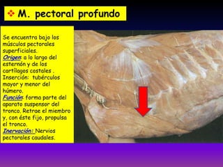 Se encuentra bajo los
músculos pectorales
superficiales.
Origen: a lo largo del
esternón y de los
cartílagos costales .
Inserción: tubérculos
mayor y menor del
húmero.
Función: forma parte del
aparato suspensor del
tronco. Retrae el miembro
y, con éste fijo, propulsa
el tronco.
Inervación: Nervios
pectorales caudales.
 M. pectoral profundo
 