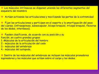  Los músculos intrínsecos se disponen uniendo los diferentes segmentos del
esqueleto del miembro
 Actúan activando las articulaciones y movilizando las partes de la extremidad
 Fijan las articulaciones y participan en el soporte y la amortiguación del peso
del cuerpo. (infraespinoso, subescapular, bíceps braquial, tríceps braquial, flexores
de los dedos, interóseos).
 Pueden clasificarse, de acuerdo con su posición y su
función, en cuatro grandes grupos:
1.-Músculos de la articulación del hombro
2.- músculos de la articulación del codo
3.- músculos del antebrazo
4.- músculos del autopodo.
 Dentro de los músculos del antebrazo se incluyen los músculos pronadores
supinadores y los músculos que actúan sobre el carpo y los dedos.
 
