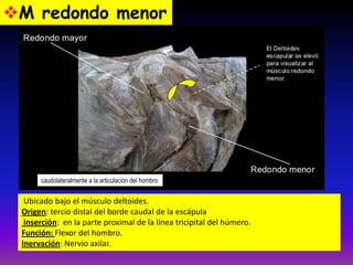 Ubicado bajo el músculo deltoides.
Origen: tercio distal del borde caudal de la escápula
inserción: en la parte proximal de la línea tricipital del húmero.
Función: Flexor del hombro.
Inervación: Nervio axilar.
M redondo menor
caudolateralmente a la articulación del hombro
 
