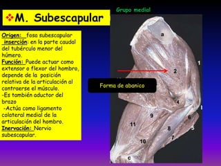 Origen: fosa subescapular
inserción: en la parte caudal
del tubérculo menor del
húmero.
Función: Puede actuar como
extensor o flexor del hombro,
depende de la posición
relativa de la articulación al
contraerse el músculo.
-Es también aductor del
brazo
-Actúa como ligamento
colateral medial de la
articulación del hombro.
Inervación: Nervio
subescapular.
M. Subescapular
Grupo medial
Forma de abanico
 