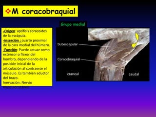 -Origen: apófisis coracoides
de la escápula.
-inserción : cuarto proximal
de la cara medial del húmero.
-Función: Puede actuar como
extensor o flexor del
hombro, dependiendo de la
posición inicial de la
articulación al contraerse el
músculo. Es también aductor
del brazo.
Inervación: Nervio
musculocutáneo.
M coracobraquial
Grupo medial
craneal caudal
 