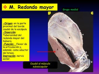 -Origen: en la parte
proximal del borde
caudal de la escápula
-Inserción:
Tuberosidad del
redondo mayor del
húmero.
-Función: flexor de
la articulación y,
además, como aductor
del brazo.
Inervación: nervio
axilar.
 M. Redondo mayor Grupo medial
Caudal al músculo
subescapular
 