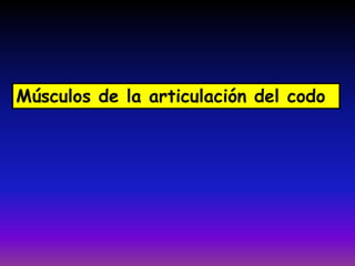 Músculos de la articulación del codo
 
