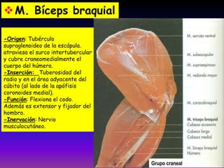 -Origen: Tubérculo
supraglenoideo de la escápula.
atraviesa el surco intertubercular
y cubre craneomedialmente el
cuerpo del húmero.
-Inserción: Tuberosidad del
radio y en el área adyacente del
cúbito (al lado de la apófisis
coronoides medial).
-Función: Flexiona el codo.
Además es extensor y fijador del
hombro.
-Inervación: Nervio
musculocutáneo.
M. Bíceps braquial
Grupo craneal
 