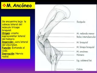 Se encuentra bajo la
cabeza lateral del
músculo tríceps
braquial.
Origen: cresta
supracondilar lateral
del húmero
Inserción: cara lateral
del olecranon.
Función: Extiende el
codo.
Inervación: Nervio
radial.
M.Ancóneo
 