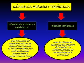 MÚSCULOS MIEMBRO TORÁCICOS
unen los huesos del
esqueleto axial con los
segmentos proximales
de las extremidades y su
contracción puede
afectar tanto al
miembro como al tronco
Unen los diferentes
segmentos del esqueleto
del miembro; su
contracción mueve las
articulaciones de la
extremidad
músculos de la cintura o
extrínsecos
músculos intrínsecos
 
