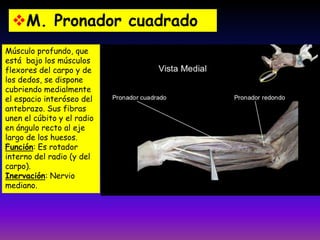 M. Pronador cuadrado
Músculo profundo, que
está bajo los músculos
flexores del carpo y de
los dedos, se dispone
cubriendo medialmente
el espacio interóseo del
antebrazo. Sus fibras
unen el cúbito y el radio
en ángulo recto al eje
largo de los huesos.
Función: Es rotador
interno del radio (y del
carpo).
Inervación: Nervio
mediano.
 