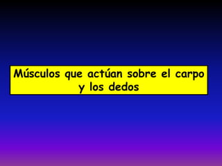 Músculos que actúan sobre el carpo
y los dedos
 