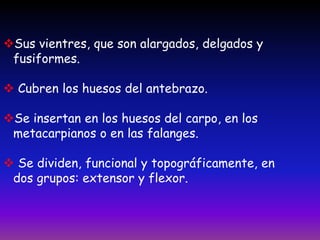Sus vientres, que son alargados, delgados y
fusiformes.
 Cubren los huesos del antebrazo.
Se insertan en los huesos del carpo, en los
metacarpianos o en las falanges.
 Se dividen, funcional y topográficamente, en
dos grupos: extensor y flexor.
 