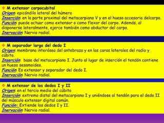  M extensor carpocubital
Origen: epicóndilo lateral del húmero
Inserción: en la parte proximal del metacarpiano V y en el hueso accesorio delcarpo.
Función: puede actuar como extensor o como flexor del carpo. Además, al
disponerse lateralmente, ejerce también como abductor del carpo.
Inervación: Nervio radial.
 M separador largo del dedo I
Origen: membrana interósea del antebrazo y en las caras laterales del radio y
cúbito.
Inserción: base del metacarpiano I. Junto al lugar de inserción el tendón contiene
un hueso sesamoideo.
Función: Es extensor y separador del dedo I.
Inervación: Nervio radial.
 M extensor de los dedos I y II
Origen: en el tercio medio del cúbito
Inserción: extremo distal del metacarpiano I y uniéndose al tendón para el dedo II
del músculo extensor digital común.
Función: Extiende los dedos I y II.
Inervación: Nervio radial.
 