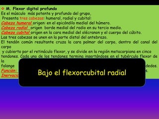  M. Flexor digital profundo
Es el músculo más potente y profundo del grupo,
Presenta tres cabezas: humeral, radial y cubital:
Cabeza humeral origen: en el epicóndilo medial del húmero.
Cabeza radial origen borde medial del radio en su tercio medio.
Cabeza cubital origen en la cara medial del olécranon y el cuerpo del cúbito.
Las tres cabezas se unen en la parte distal del antebrazo.
El tendón común resultante cruza la cara palmar del carpo, dentro del canal del
carpo
y cubierto por el retináculo flexor, y se divide en la región metacarpiana en cinco
tendones. Cada uno de los tendones termina insertándose en el tubérculo flexor de
la
falange distal de cada uno de los cinco dedos.
Función: Es flexor del carpo y de las articulaciones digitales de los cinco dedos.
Inervación: Nervios mediano y cubital.Bajo el flexorcubital radial
 
