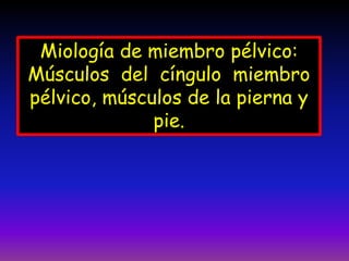 Miología de miembro pélvico:
Músculos del cíngulo miembro
pélvico, músculos de la pierna y
pie.
 
