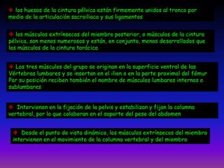  los huesos de la cintura pélvica están firmemente unidos al tronco por
medio de la articulación sacroiliaca y sus ligamentos
 los músculos extrínsecos del miembro posterior, o músculos de la cintura
pélvica, son menos numerosos y están, en conjunto, menos desarrollados que
los músculos de la cintura torácica
 Los tres músculos del grupo se originan en la superficie ventral de las
Vértebras lumbares y se insertan en el ilion o en la parte proximal del fémur
Por su posición reciben también el nombre de músculos lumbares internos o
sublumbares
 Intervienen en la fijación de la pelvis y estabilizan y fijan la columna
vertebral, por lo que colaboran en el soporte del peso del abdomen
 Desde el punto de vista dinámico, los músculos extrínsecos del miembro
intervienen en el movimiento de la columna vertebral y del miembro
 