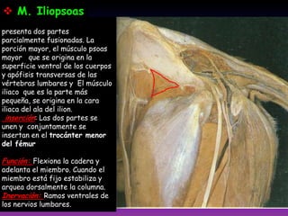 presenta dos partes
parcialmente fusionadas. La
porción mayor, el músculo psoas
mayor que se origina en la
superficie ventral de los cuerpos
y apófisis transversas de las
vértebras lumbares y El músculo
iliaco que es la parte más
pequeña, se origina en la cara
iliaca del ala del ilion.
inserción: Las dos partes se
unen y conjuntamente se
insertan en el trocánter menor
del fémur
Función: Flexiona la cadera y
adelanta el miembro. Cuando el
miembro está fijo estabiliza y
arquea dorsalmente la columna.
Inervación: Ramos ventrales de
los nervios lumbares.
 M. Iliopsoas
 